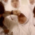 :icondiinisa: