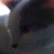 :icondillontheninja: