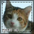 :icondimphyl: