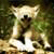 :icondin-wolf: