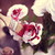 :icondina30918: