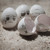 :icondingalingcactus: