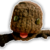 :icondinghi: