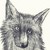 :icondingo-murci: