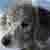 :icondingus888: