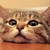 :icondinobeawr: