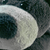 :icondinocosparrow: