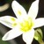 :icondinoluvscherries92: