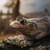 :icondioscuri90: