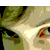 :icondiphallia:
