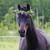 :icondire-shinobi:
