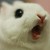 :iconDirewolf689: