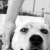 :icondirkannaars:
