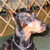 :icondis-torted: