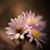 :icondisenthrall:
