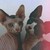 :icondisposableteens246: