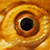 :icondispsosaurus: