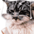 :icondistant-mind-cousin: