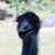 :icondistractme: