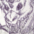 :icondistrum: