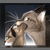 :icondivacrash: