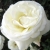 :icondiviine: