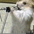 :icondivine-heart-blade: