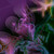 :icondivineinspirationz: