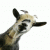:icondivinor:
