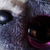 :icondixi-chan: