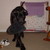 :icondixiegirl1115: