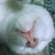 :icondizguizer: