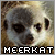 :icondizzy-melodies: