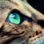 :icondizzyhurricane29: