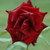 :icondizzyizzy07: