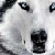 :icondj-okami: