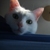 :icondjames0: