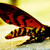 :icondjentn9ne: