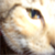 :icondjnutta: