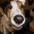 :icondjtailz: