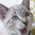 :icondkyo:
