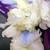 :icondls74447: