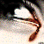 :icondnandes: