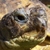:icondnangelover: