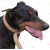 :icondoberfree: