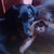:icondoberman4life: