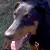 :icondobiemom:
