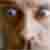 :icondobrzaniska: