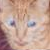 :icondocm: