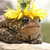 :icondoctor-hobbit: